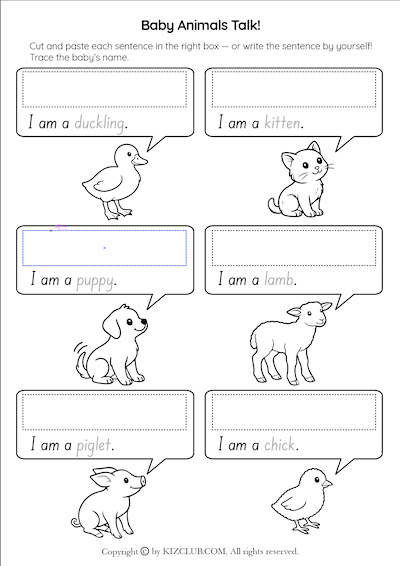 Baby Animals